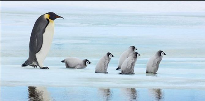Penguin di Antartika I Gambar:mrdka
