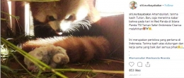 Panda Merah/Red Panda menjadi spesies yang harus dilestarikan termasuk pesan dari Menteri Lingkungan RI yaitu Ibu Siti Nurbaya Bakar (www.instagram.com)