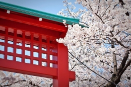 Bunga2 Sakura putih di Senso-ji Temple, Asakusa (traveladventuregurus.com)