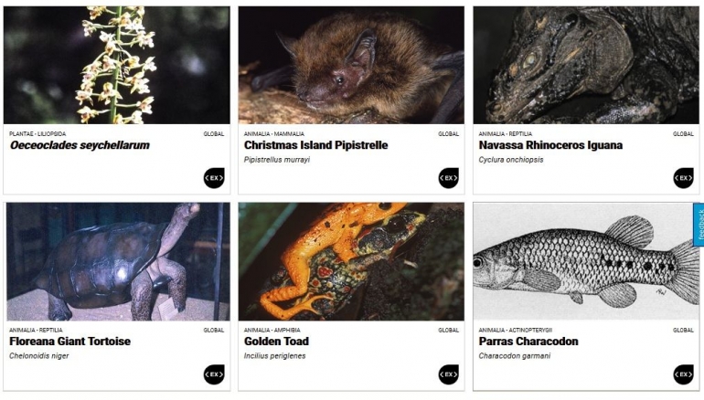 Foto sejumlah spesies yang telah punah (sumber: IUCN)