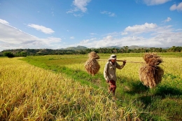 Gambar ilustrasi diambil dari id.techinasia.com/ Petani sedang mengakut padi hasil panen