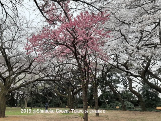Sakura2 cantik dan wisatawan2 yang terus berdatangan