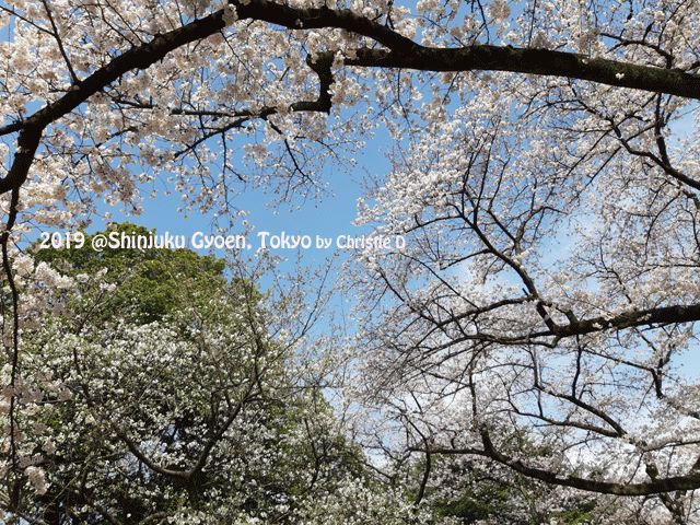 Dokumentasi pribadi | Cantik nya Sakura itu dengan langit biru .....