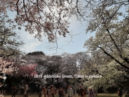 Sakura dan warga Jepang, yang sudah mulai berdatangan untuk melakukan "Hanami" | Dokumentasi pribadi