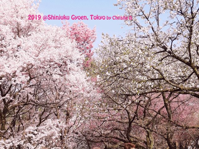Sakura berbagai jenis, gemerisik ranting dan Sakuranya, indah sekali. (Dokumentasi pribadi)