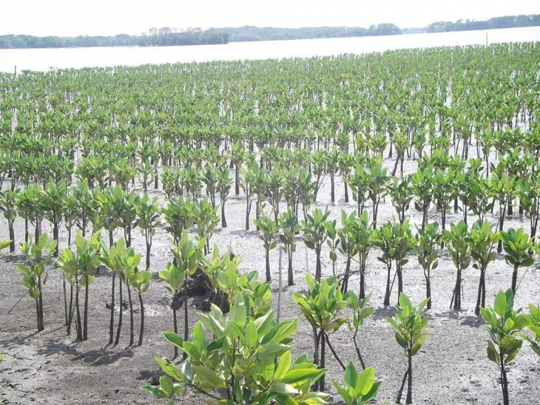 Menanam mangrove (doc hadi gondrong)