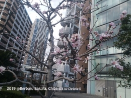 Dokumentasi pribadi di Chiba-shi | Aku menemukan Sakura jenis ini di Chiba-shi. Dan memang , Sakura ini paling cepat tumbuh. Ini Sakura pertama yang aku temukan di musim semi 2019 tahun ini .....