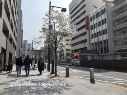Dokumentasi pribadi di Asakusabashi, Asakusa | Sakura jenis ini, memang banyak di sepanjang jalan di Asakusa sampai Asakusabashi. Sepertinya, sengaja ditanam di sepanjang jalam di jalan utama.