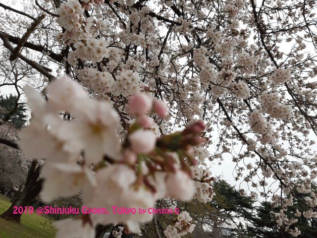 Dokumentasi pibadi | Sakura jenis Yamakuza, di Shinjuku Gyoen National Park, musim semi 2019