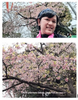 Dokumentasi pribadi di Ueno Park | Ueno Park terdapat berbagai jenis bunga Sakura, tetapi jauh di puncak pohon cherry, sehingga tidak bisa membingkai wajah ku ....