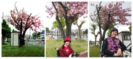 Dokumentasi pribadi di Funabashi Hoten | Sakura Yaezakura ini, sepertinya tidak banyak di Jepang. Bahkan di Shinjuku Gyoen National Park, aku tidak melihatnya. Sakura jenis ini, aku dapatkan di pedesaan kota, Funabashi-Hoten, dekat dengan apartemen Michelle ....
