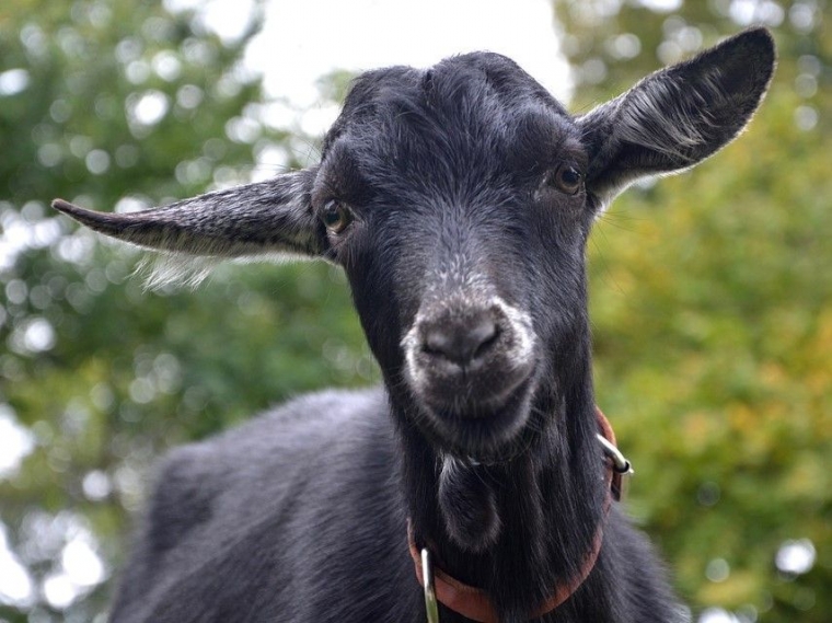 Lupakan Kambing Hitam dan Mulailah Koreksi Kompasiana com Lupakan Kambing Hitam dan Mulailah Koreksi Kompasiana com