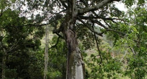 Pohon Hariara Tungkot di Kampung Sinambela, Baktiraja (Bakkara) Humbang Hasundutan. Dipercaya berasal dari tongkat Sisingamangaraja I yang ditancapkan di tanah (Foto: detik.com)