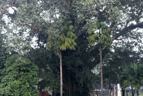 Ingin tahu pohon hariara? Ada satu pohon di Taman Ayodha, Jalan Melawai Raya, Jakarta Selatan (Dokumentasi Pribadi)
