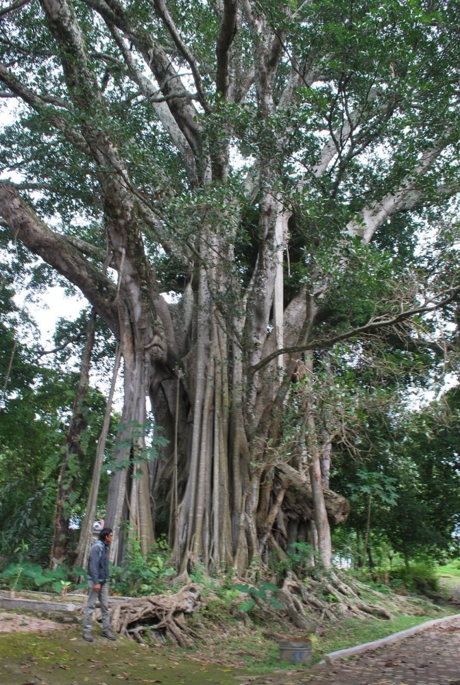 Pohon Hariara Bolon di Kampung Sukkean, Onanrunggu Samosir (Foto: vaiqbo.blogspot.com)