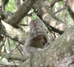 Ibu monyet menyusui (dok.pri)