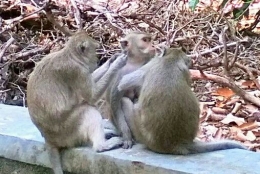 Keluarga monyet (dok.pri)