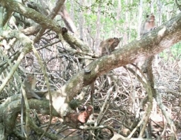 Menyatu dengan pohon bakau (dok.pri)