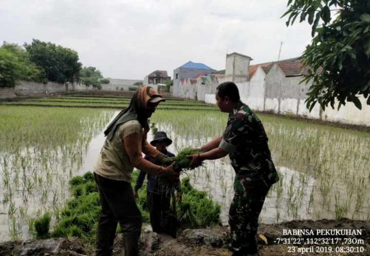 Babinsa Koramil 0815/09 Mojosari Serka Ilfitri Dampingi Petani Tanam Padi (Dokpri)