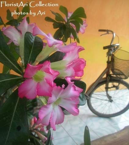 Bunga kamboja jepang depan rumah dan sepeda masa remajaku. Photo by Ari