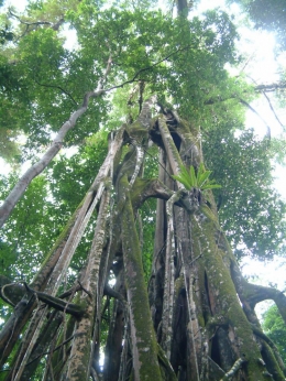 Taman nasional Ujung Kulon (sumber:whc.unesco.org)