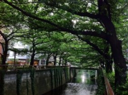  www.thetokyofiles.com Di musim yang lain, Meguro River di tudungi pepohonan hijau .....
