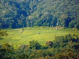 Hutan Nagari Paru