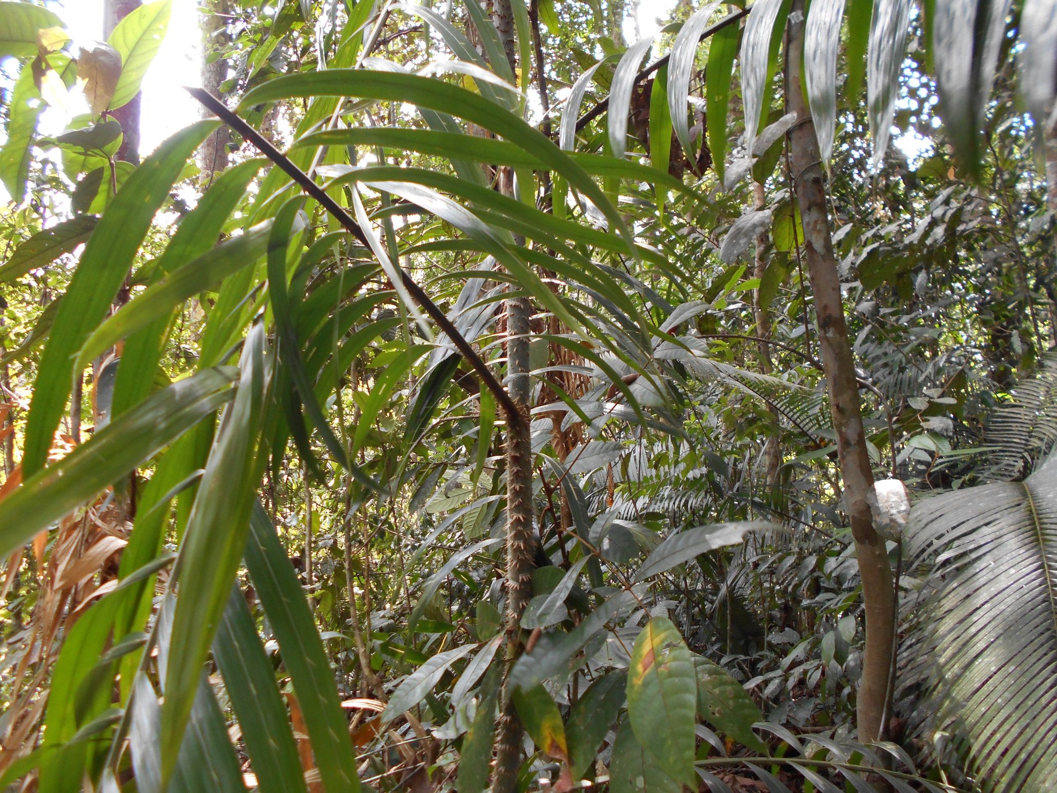 Rotan Simbol Pohon Rotan