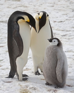family penguin