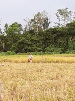 Kalimantan Tengah, hamparan alamnya yang luas 
