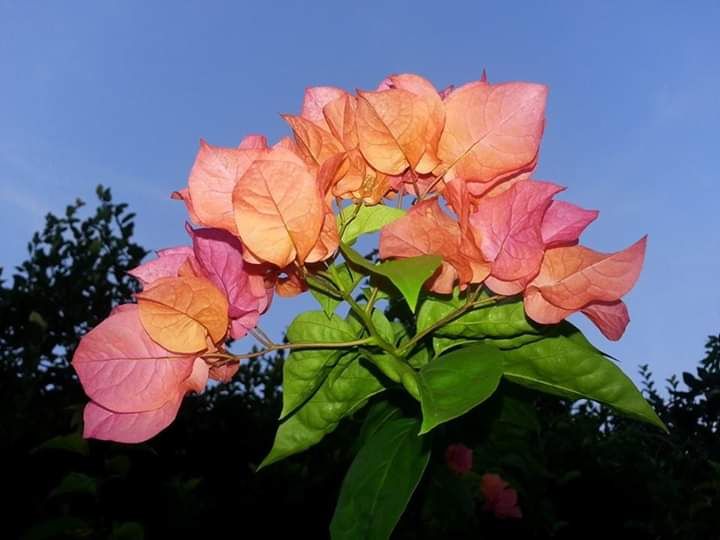 Bougenvillea. Photo by Ari