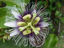 Passion flower. Bunga Markisa. Photo by Ari