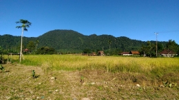 Kawasan Persawahan di Desa Simempar Kab. Langkat-Sumatera Utara (dokpri)