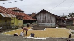Petani Menjemur hasil Panen Padi-Desa Serdang, Kab. Karo (dokpri)