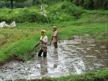 Petani membajak sawah, Kawasan Persawahan Desa Pertumbuken, Kab. Karo (dokpri)