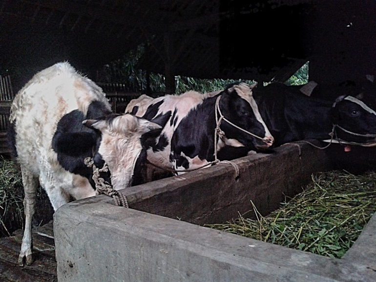 Daerah Terpencil penghasil Susu Sapi Perah Nomor Satu di Daerah Terpencil penghasil Susu Sapi Perah Nomor Satu di