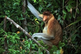 Bekantan, satwa maskot Dufan (Sumber: pesona.travel)