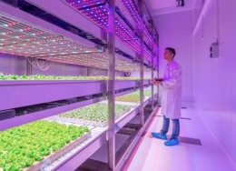 Indoor farming, pertanian modern didalam gedung