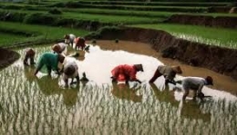 Sumber ilustrasi: bisnis.tempo.com (Ilustrasi petani menanam bibit padi. ANTARA/Maulana Surya)