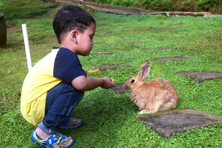 Keseruan adik kecil ngasik makan kelinci secara langsung.