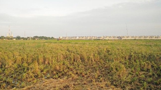 Potret dari lahan pertanian yang tersisa di Ibu Kota dan terus terkikis oleh pembangunan properti. Foto dipotret oleh Aditya Fajar Indrawan untuk Detikcom.