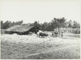 Vanwege het Cultuurstelsel verplichte inheemse aanplant van rietsuiker op de Malangse vlakte, areaal Krebet  (KITLV, 1870)
