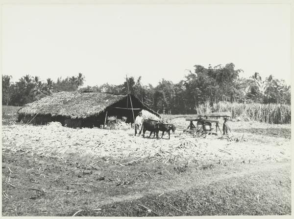 Vanwege het Cultuurstelsel verplichte inheemse aanplant van rietsuiker op de Malangse vlakte, areaal Krebet  (KITLV, 1870)