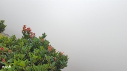 Cantigi berlatar kabut di kawah Ratu Tangkuban Perahu (dok pri)