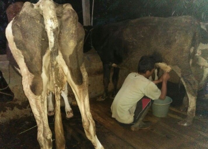 Perah susu sapi (dok.pri)