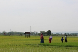 Pematang Sawah