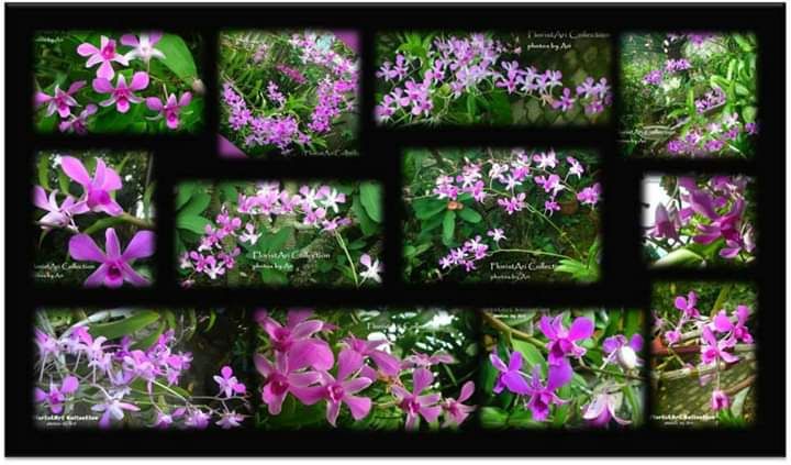 Anggrek ungu muda jenis 1. Photo by Ari
