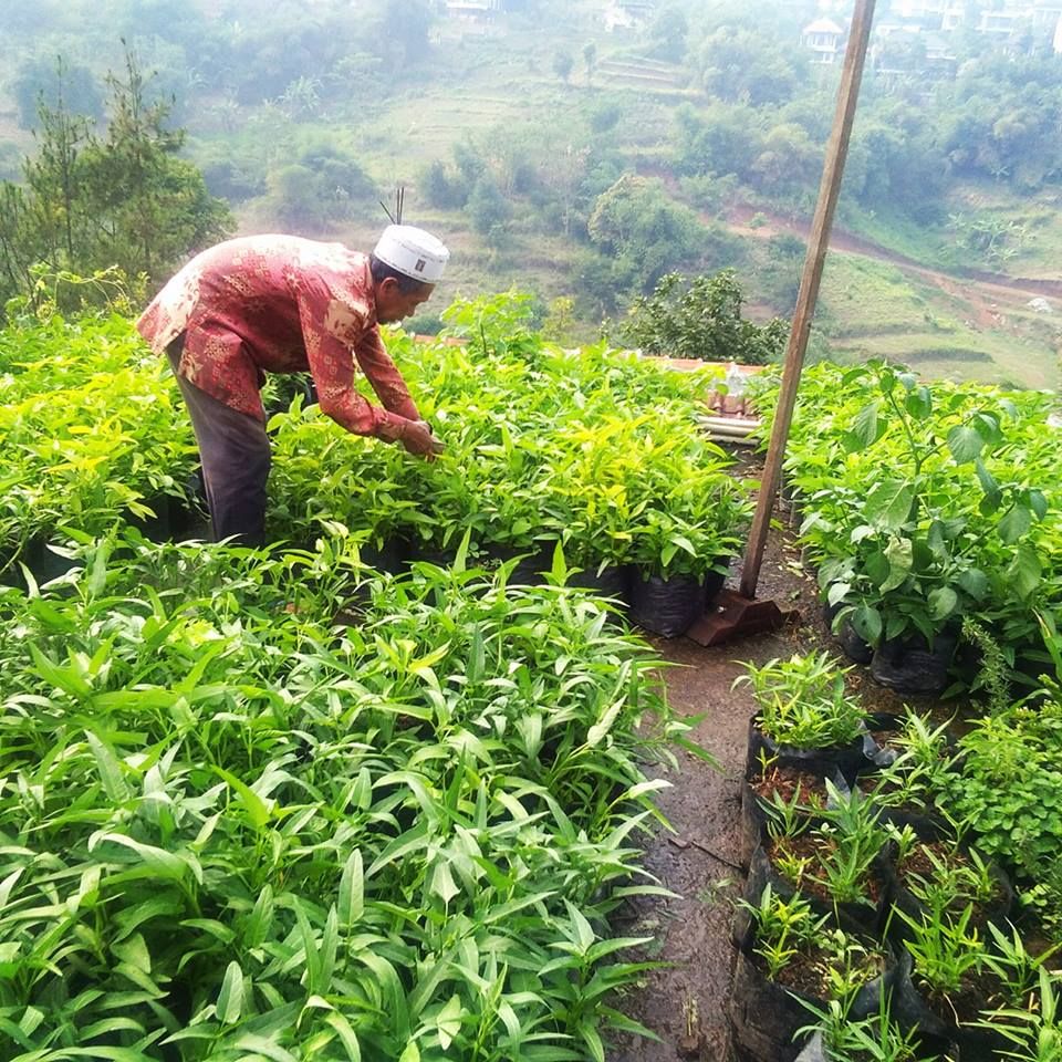 Di sawah (Dok. Pribadi)