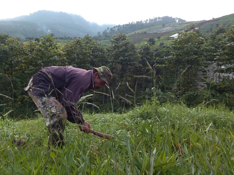 Membabat rumput (Dok. Pribadi)