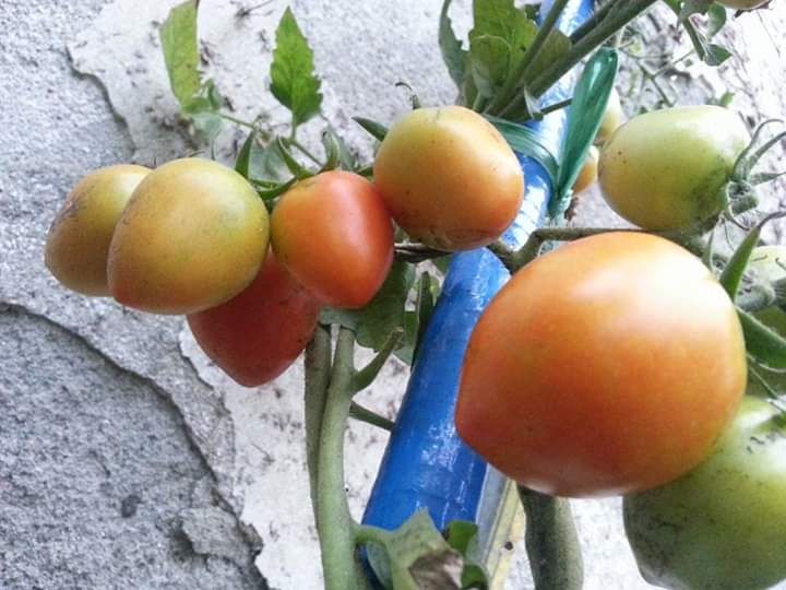 Tomat matang di pohon. Photo by Ari